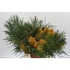 Banksia Collina