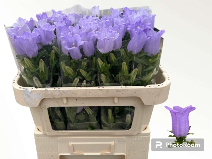 <h4>CAMPANULA MEDIUM 'CHAMPION LAVENDE'</h4>