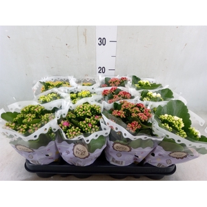 Kalanchoe blos.   ..rosebud mix  5