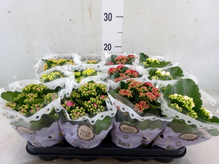 <h4>Kalanchoe blos.   ..rosebud mix  5</h4>