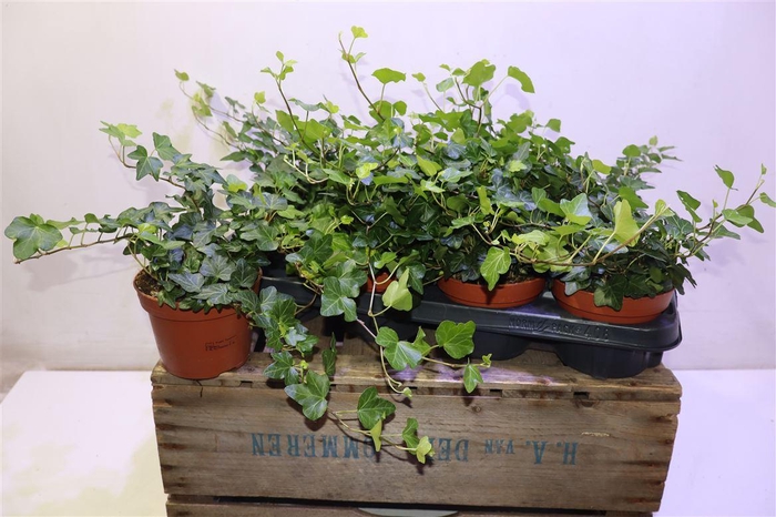 <h4>Hed He Wonder</h4>