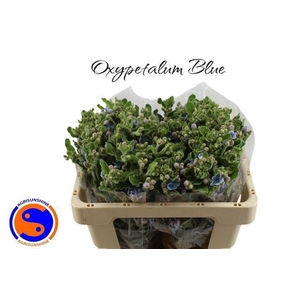 OXY CO TAN PURE BLU