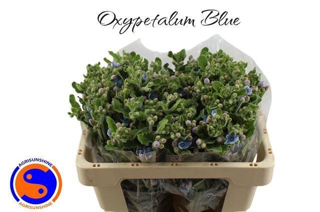 <h4>Oxypetalum Pure Blue Agrisunshine</h4>