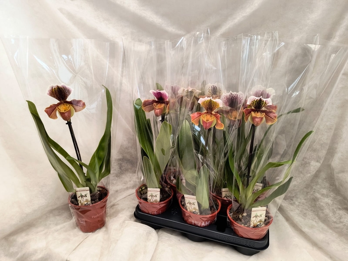 <h4>PAPH AMERIKA HYB GEM</h4>