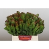 Leucadendron Goldstrike