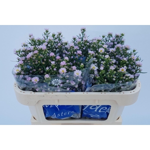 ASTER CLAUDIA 15 GR.