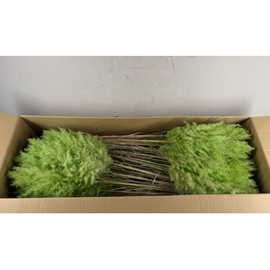 DF Pampas 115cm Bright Green