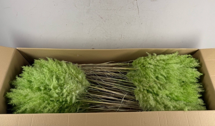 <h4>DF Pampas 115cm Bright Green</h4>
