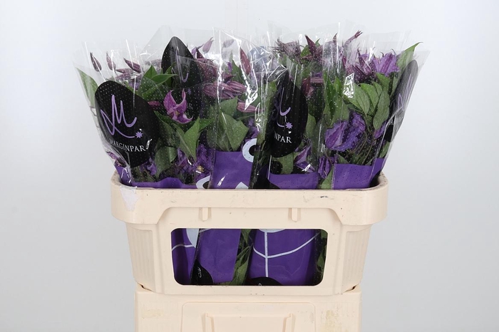 <h4>Clem Amazing Rome</h4>