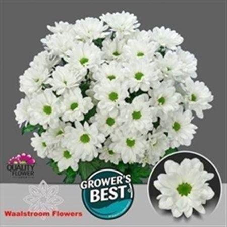 <h4>Chr T Ilonka</h4>