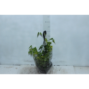 ABUTILON VARIEGATO C18