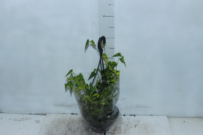 ABUTILON VARIEGATO C18
