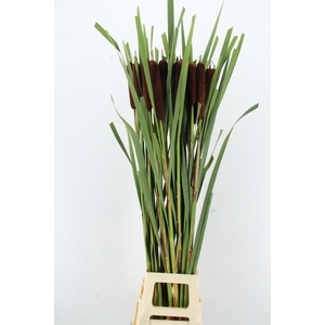 TYPHA LATIFOLIA XXL