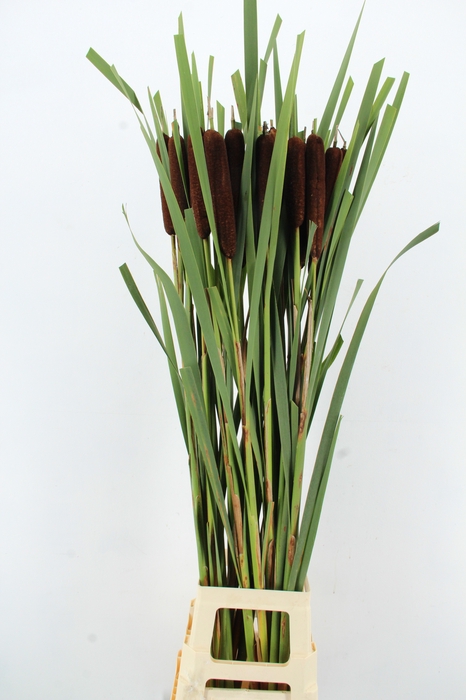 <h4>TYPHA LATIFOLIA XXL</h4>