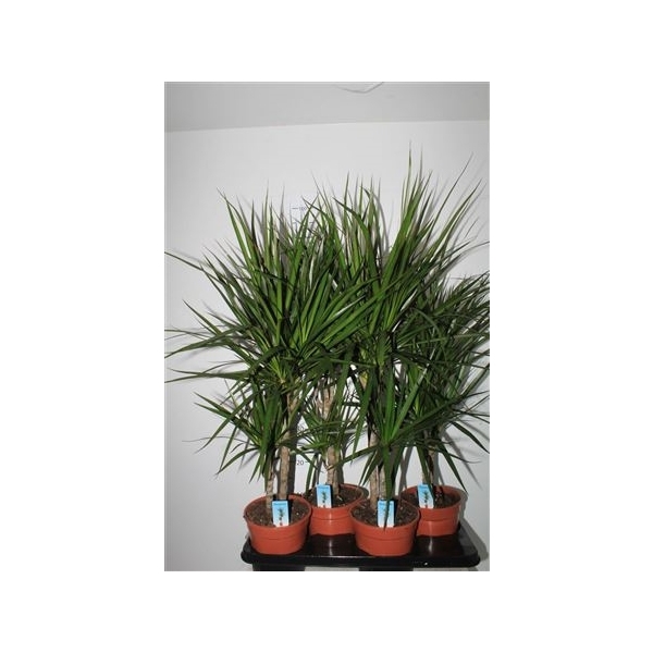 <h4>Dra Marginata 30-10 Cm</h4>