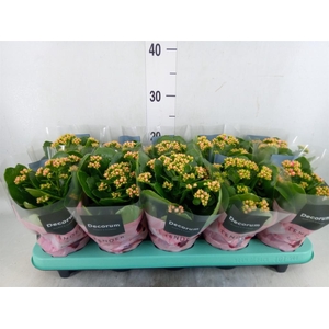 Kalanchoe blos. 'Serenity Pink'