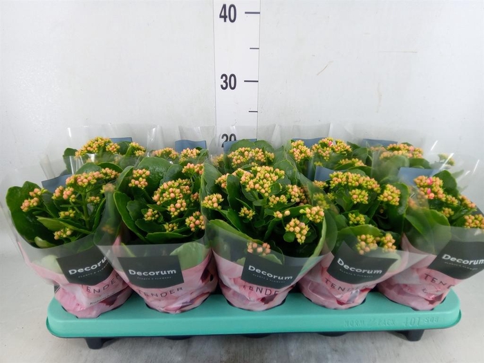 <h4>Kalanchoe blos. 'Serenity Pink'</h4>