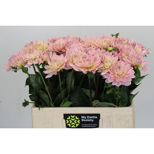 Dahlia Dianas Memory