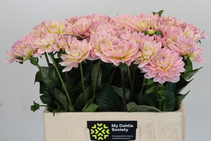 Dahlia Dianas Memory