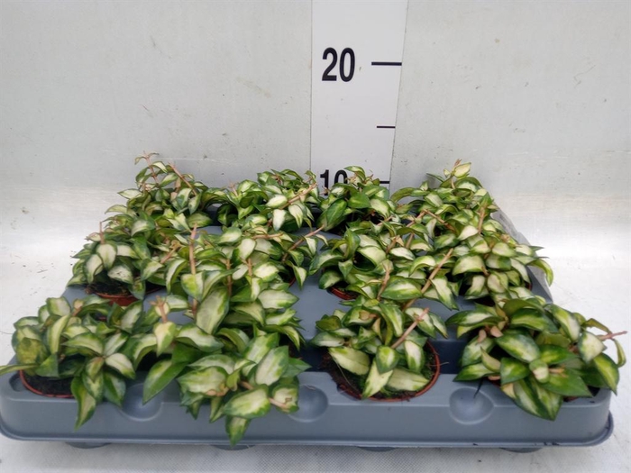 <h4>Hoya lacunosa</h4>