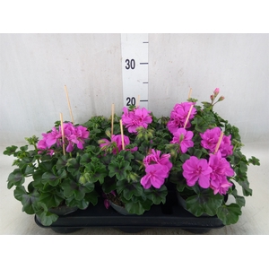 Pelargonium pelt.   ...