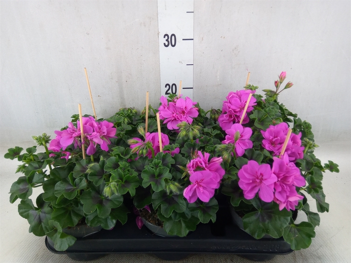 <h4>Pelargonium pelt.   ...</h4>