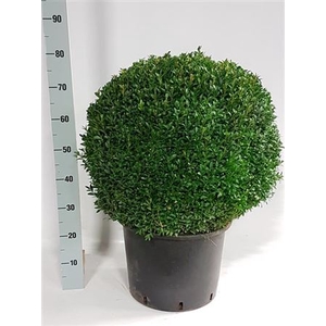 Buxus sempervirens overig