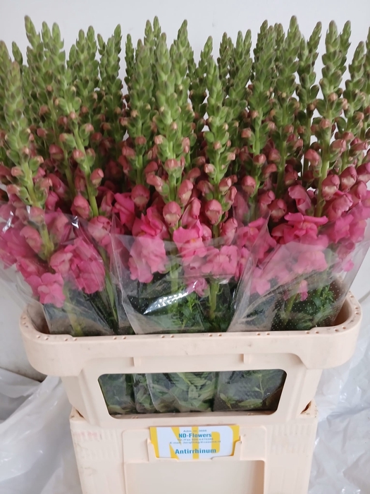 <h4>ANTIR POTO ROSE</h4>