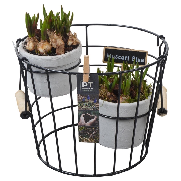 <h4>Arr.  Muscari L%</h4>