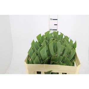 FOLHAGEM MONSTERA DELICIOSA 030 CM