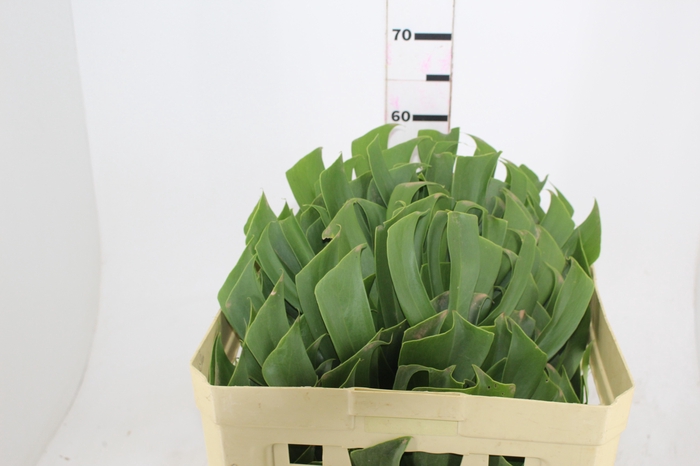 <h4>FOLHAGEM MONSTERA DELICIOSA 030 CM</h4>