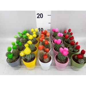 Cactus   ...decorated