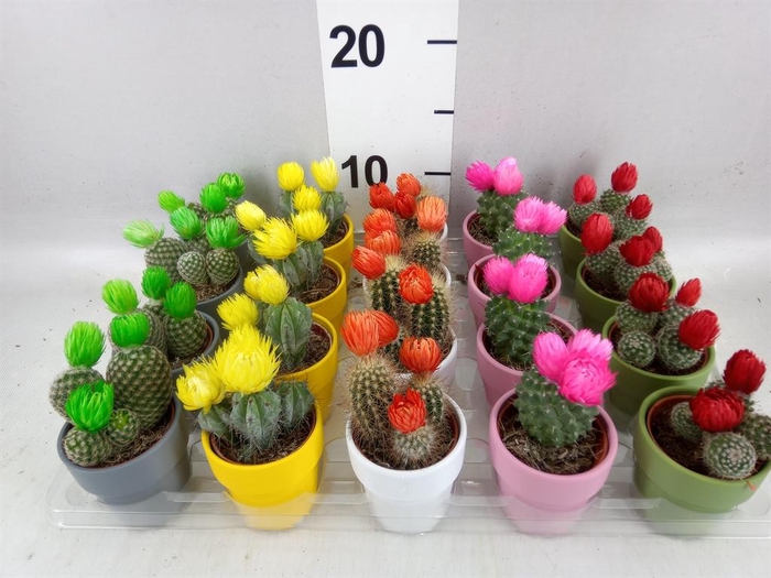 <h4>Cactus ...decorated</h4>
