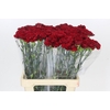 Dianthus St Junko