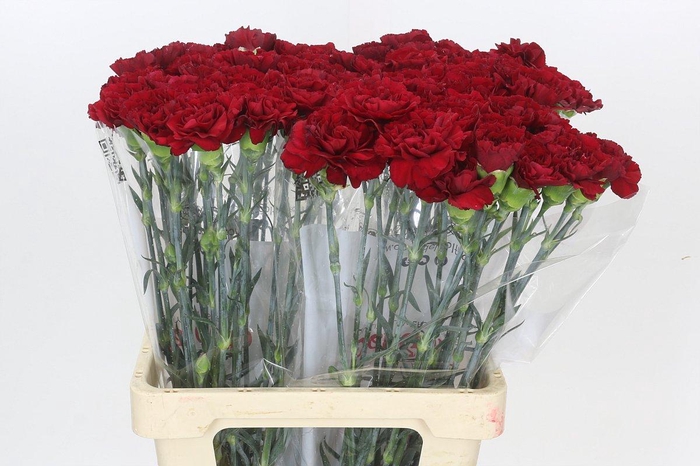 <h4>Dianthus St Junko</h4>