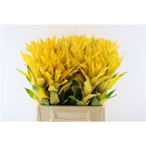 Bromeliabloem