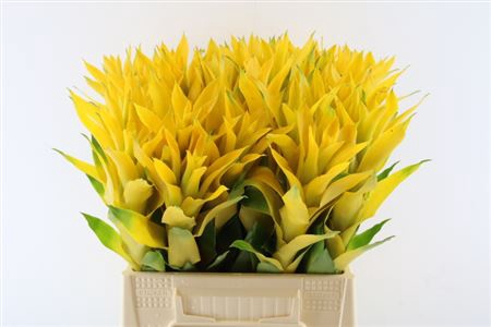 <h4>Bromeliabloem</h4>