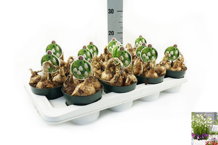 <h4>Leucoj Aestivum</h4>