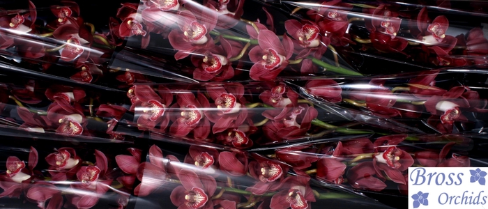 <h4>CYMB T VULCAN</h4>