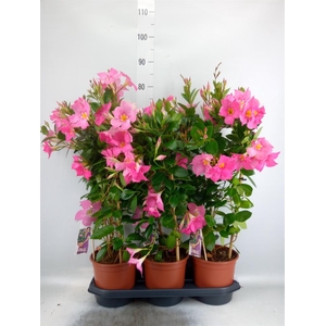 Mandevilla sand. 'Eagle Eye'
