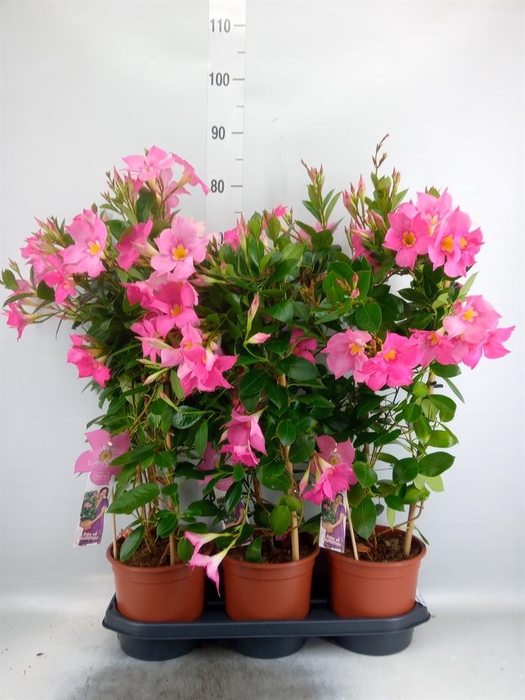 <h4>Mandevilla sand. 'Eagle Eye'</h4>