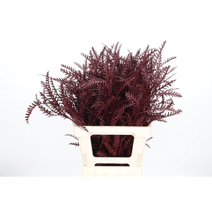 Grevilea Ivanhoe Kl Bh Bordeaux