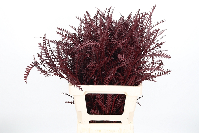 <h4>Grevilea Ivanhoe Kl Bh Bordeaux</h4>