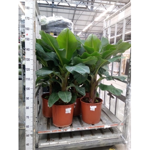 Musa  'Tropicana'