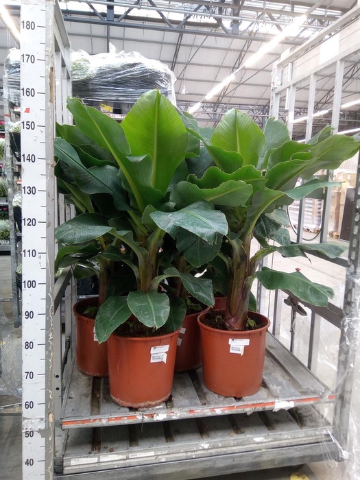 <h4>Musa  'Tropicana'</h4>
