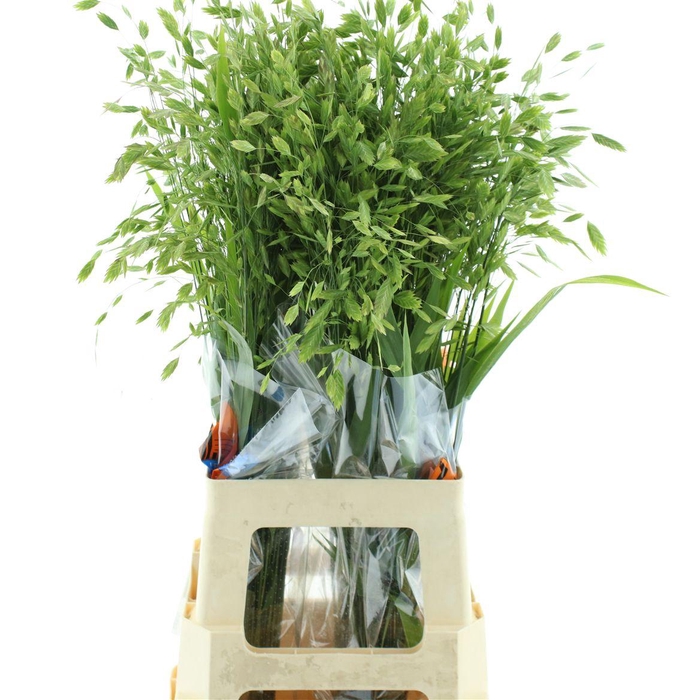 <h4>Chasmanth Latifolium</h4>