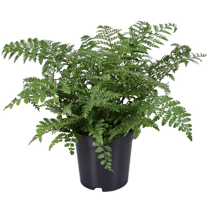 <h4>Asplenium Parvati</h4>
