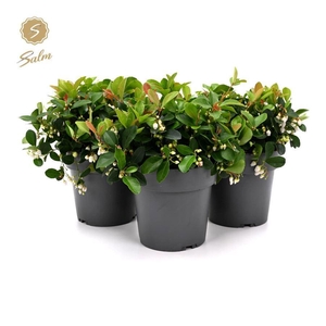 Gaultheria pr. 'Ciao Bella White'® P15