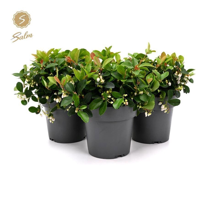 <h4>Gaultheria pr. 'Ciao Bella White'® P15</h4>