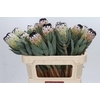 Protea Niobe
